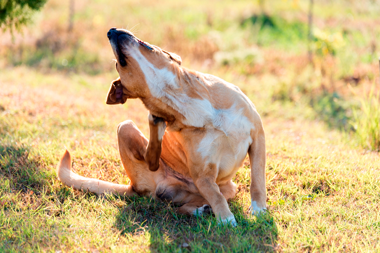 perro rascandose