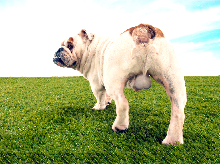 perro sin castrar