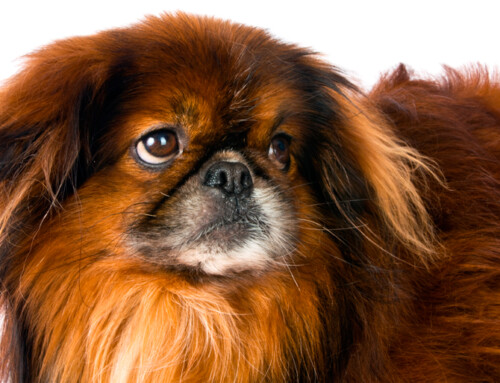 El perro pekinés, un chiquitín con corazón de león