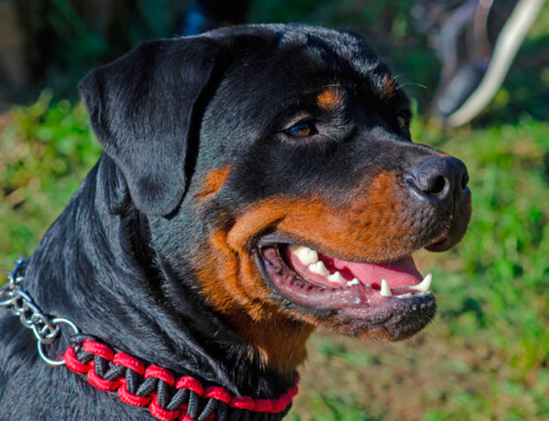 Rottweiler, imponente y poderoso