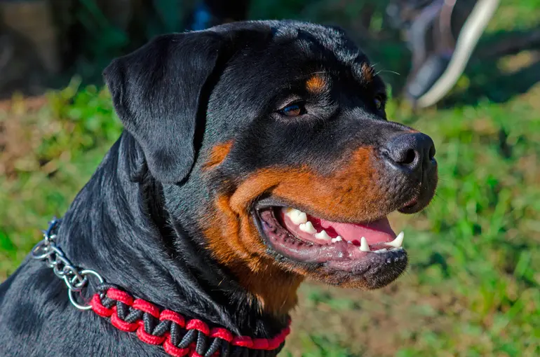 rottweiler imponente