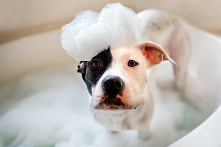 bañando a un perro