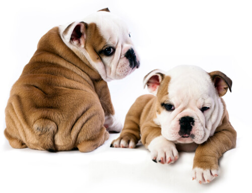 La raza Bulldog Inglés