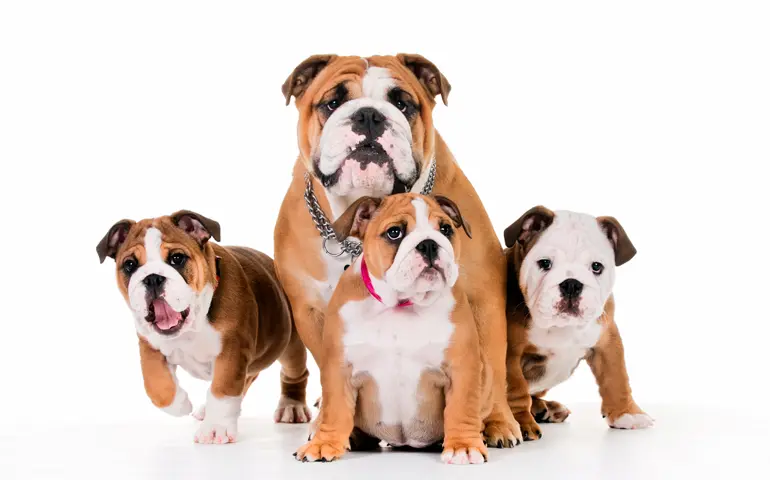 cachorros-de-bulldog-inglés