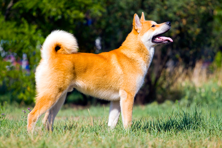 características-de-la-raza-akita-inu