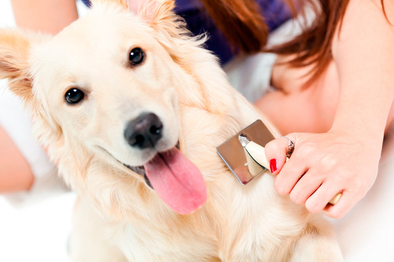 cepillando-a-un-perro