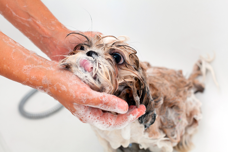 enjabonando-a-nuestro-perro-en-el-baño