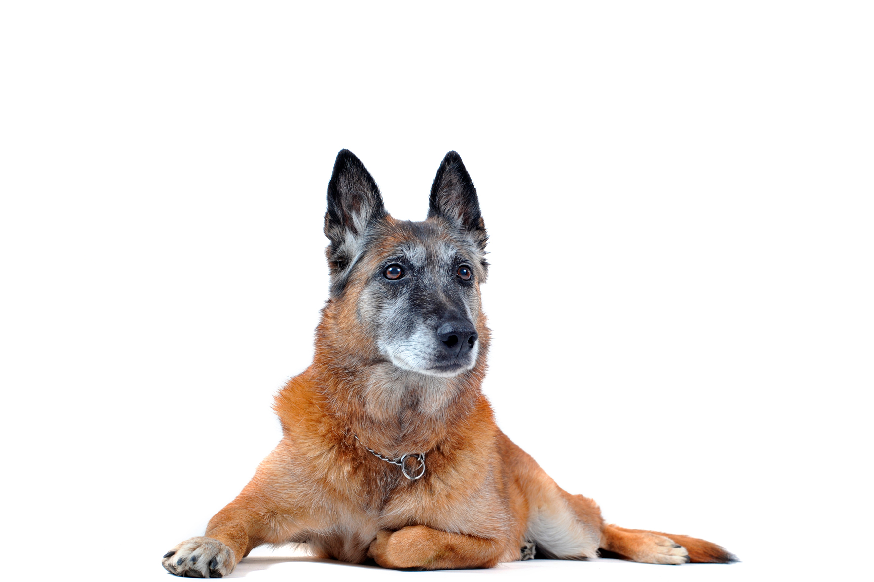 perro anciano