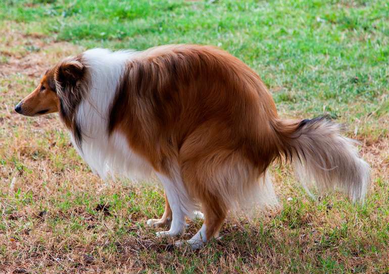 perro defecando