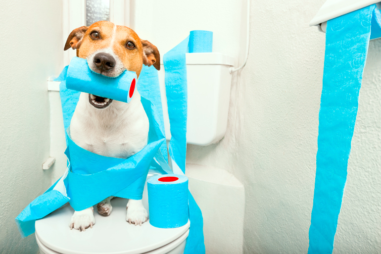perro en el cuarto de baño perro en el cuarto de baño