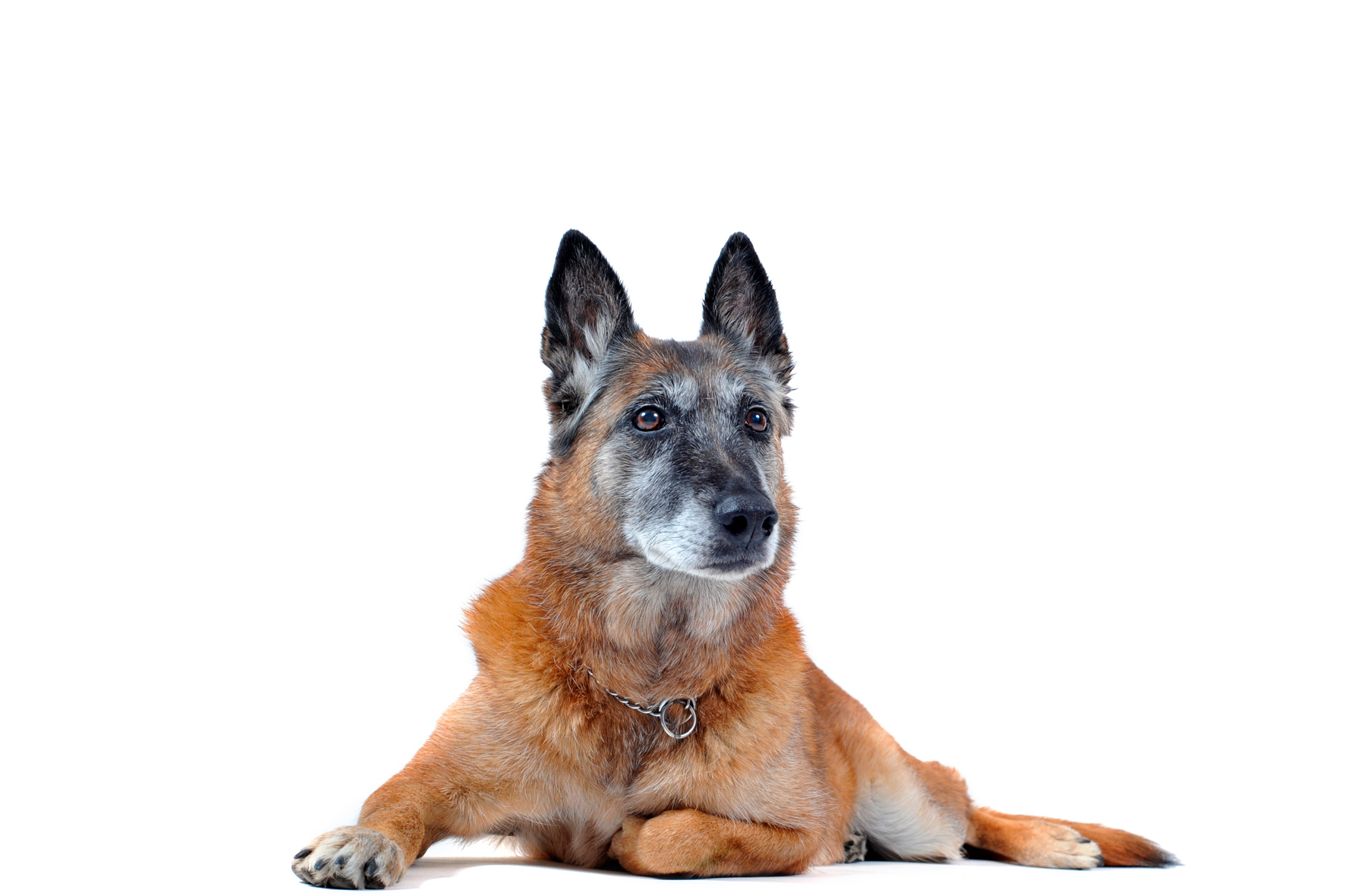 perro mayor2