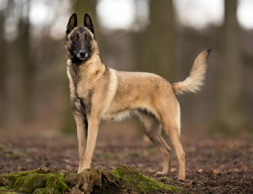 El Pastor Belga malinois
