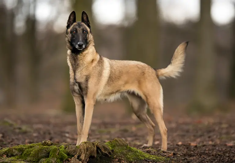 Pastor Belga en el bosque