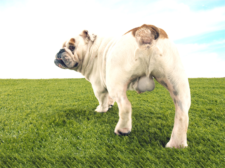 Perro-sin-castrar