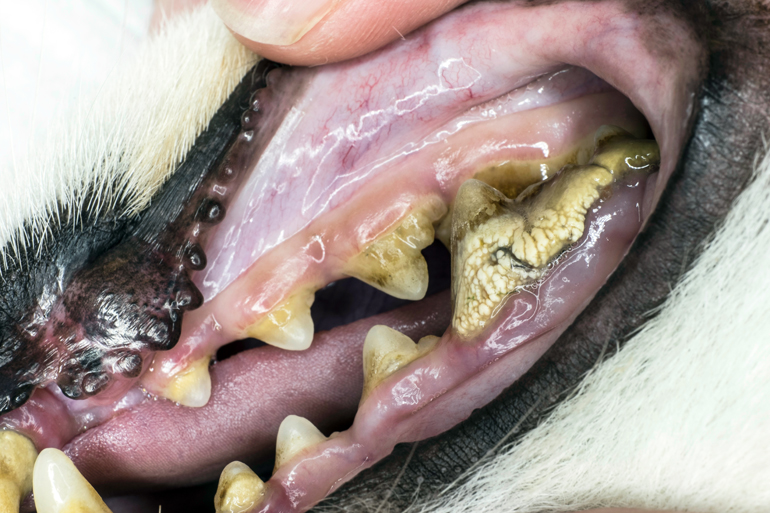 Sarro-en-los-dientes-de-un-perro