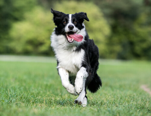 Raza Border Collie