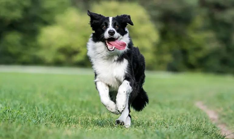 border collie corriendo