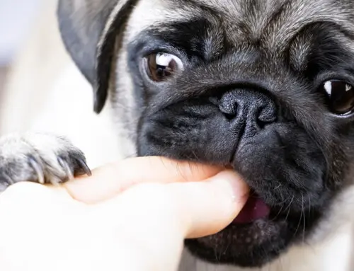 ¿Son iguales los probióticos y los prebióticos?