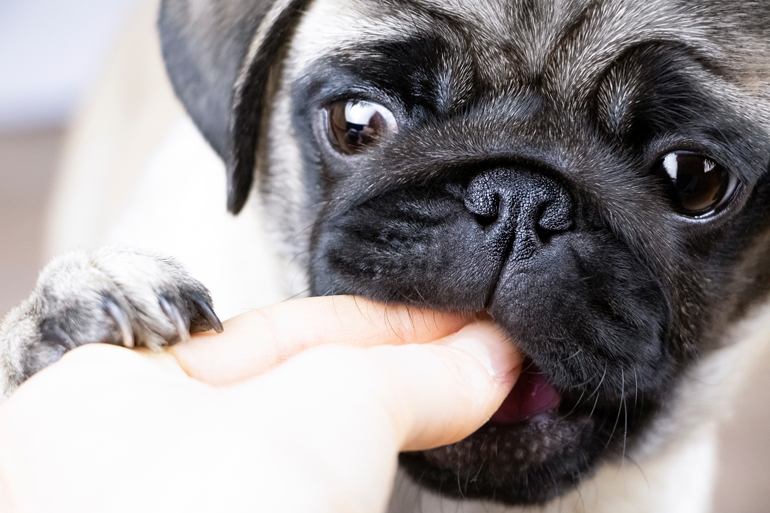 cachorro de perro pug comiendo