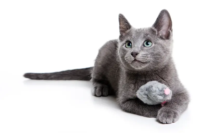 características del gato azul ruso características del gato azul ruso