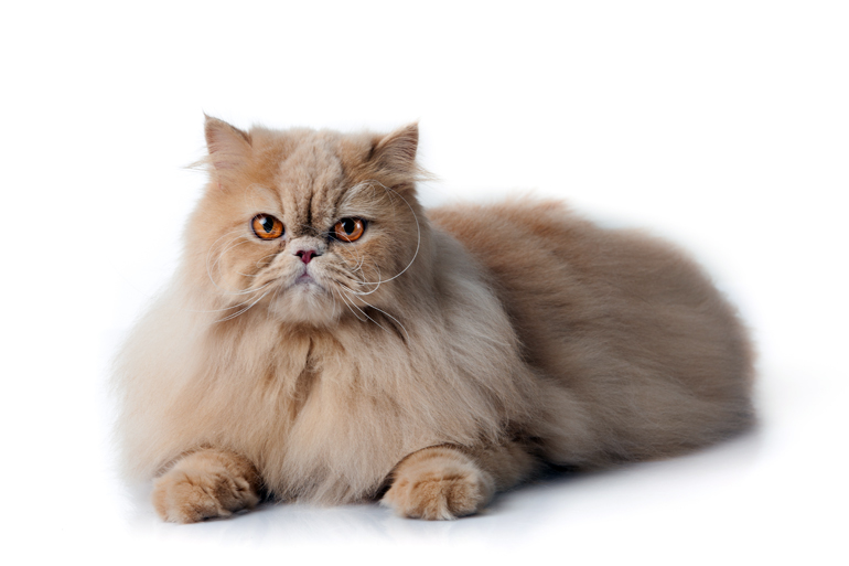 características del gato persa