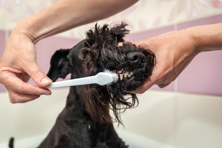 cepillado-de-dientes-a-un-perro