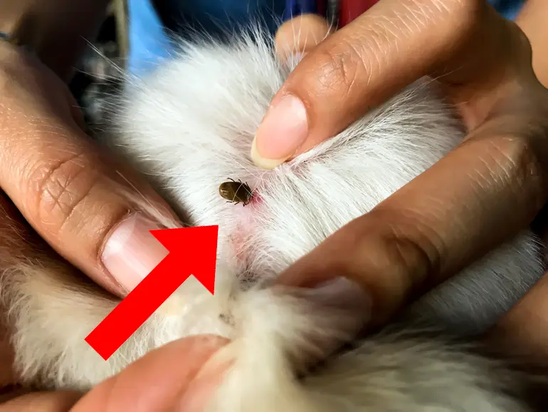 garrapata-en-el-pelo-del-perro