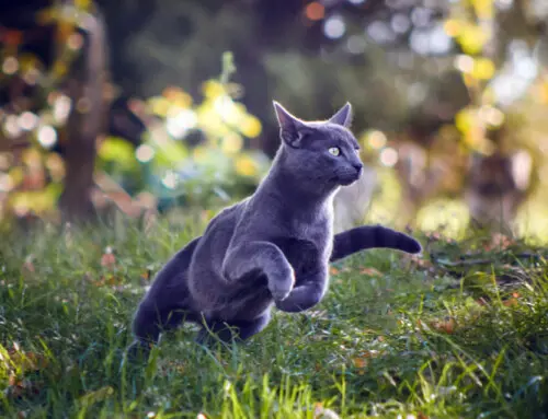 ¿Qué es la hierba gatera?