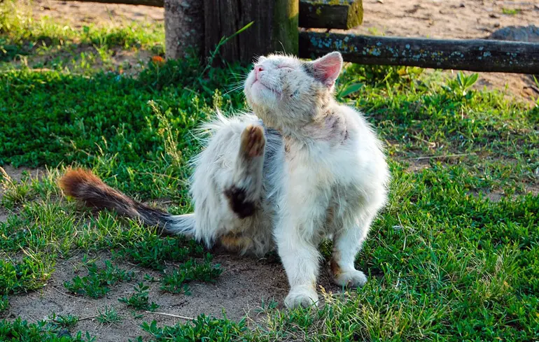 gato-con-pulgas-rascandose