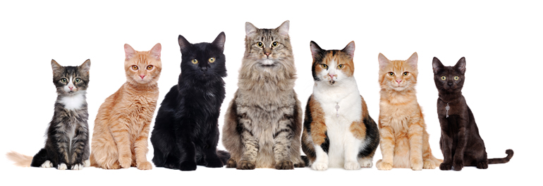 gatos