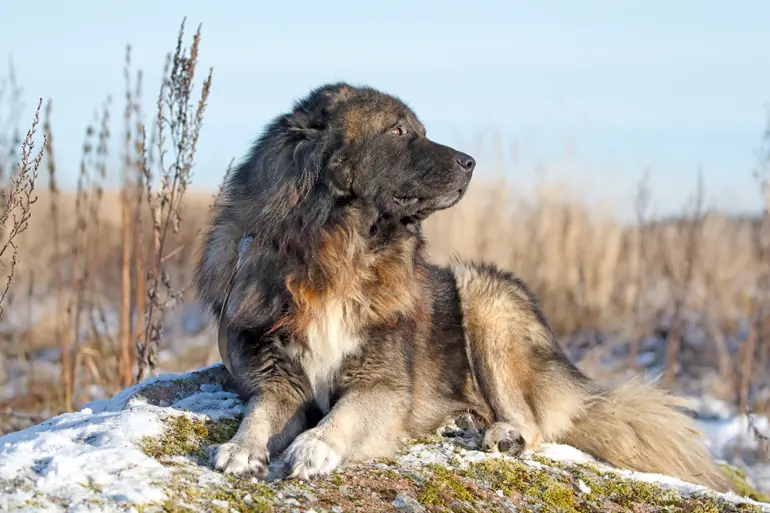 majestuoso pastor del cáucaso posando sobre la nieve