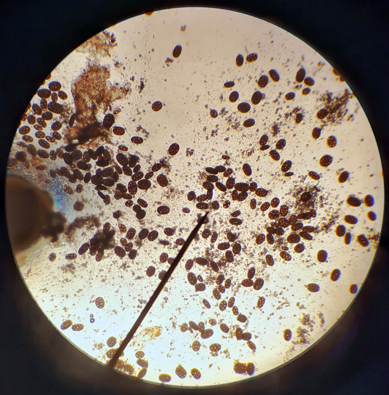 parásitos-de-perro-bajo-microscopio