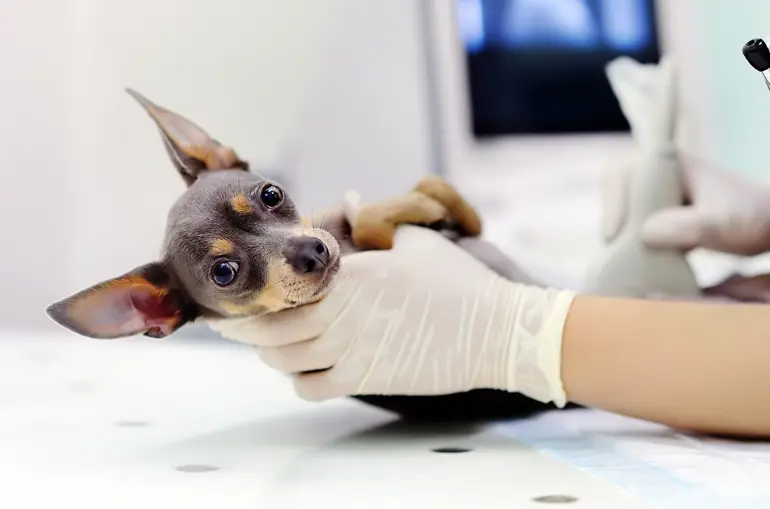 perro con parásitos intestinales en clínica veterinaria
