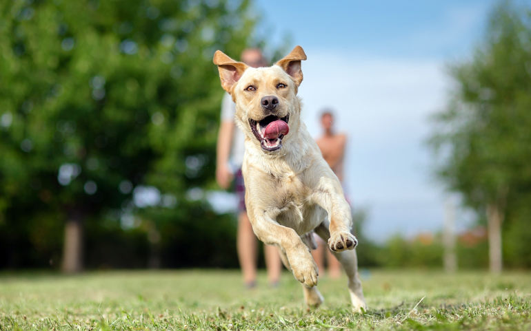 perro de raza grande corriendo