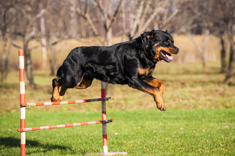perro-de-trabajo-en-circuito-cerrado