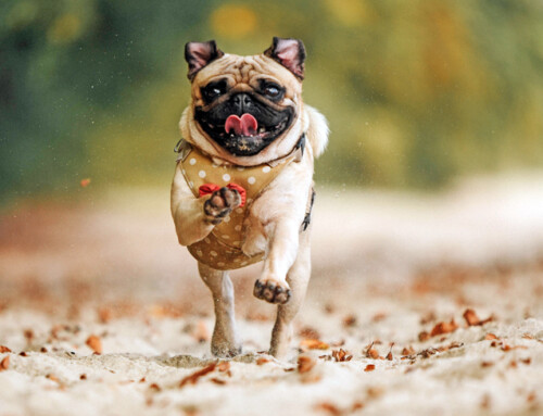 El perro Pug o Carlino