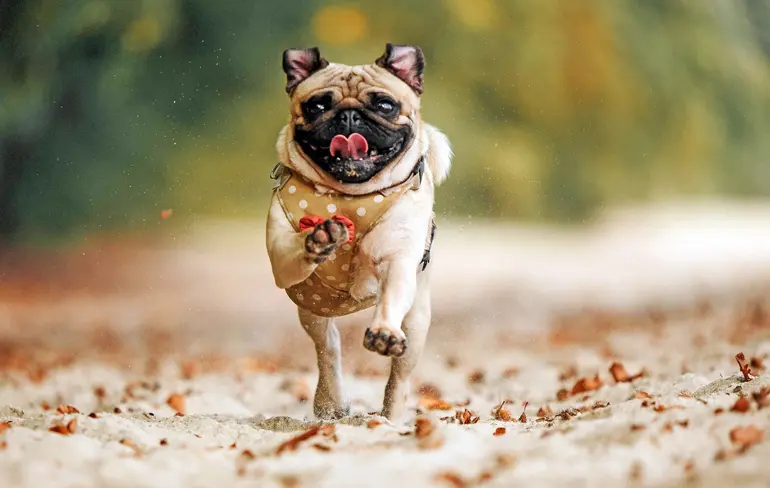 perro pug corriendo