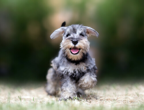 Schnauzer, mucho más que un perro