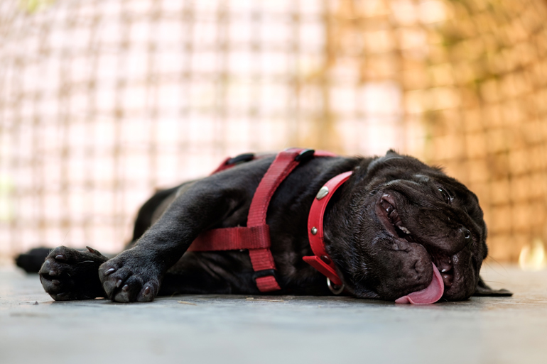 pug-con-un-golpe-de-calor