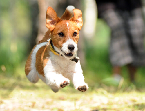 Jack Russell Terrier, un juguetón que nunca se cansa