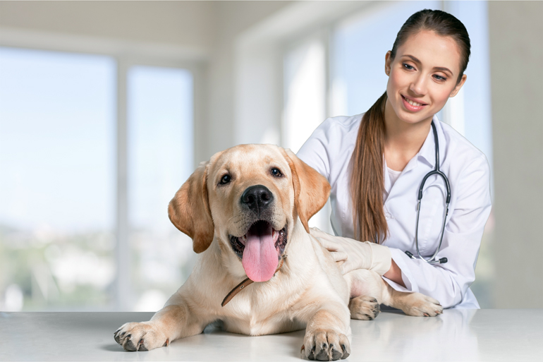 Perro-en-revisión-veterinaria
