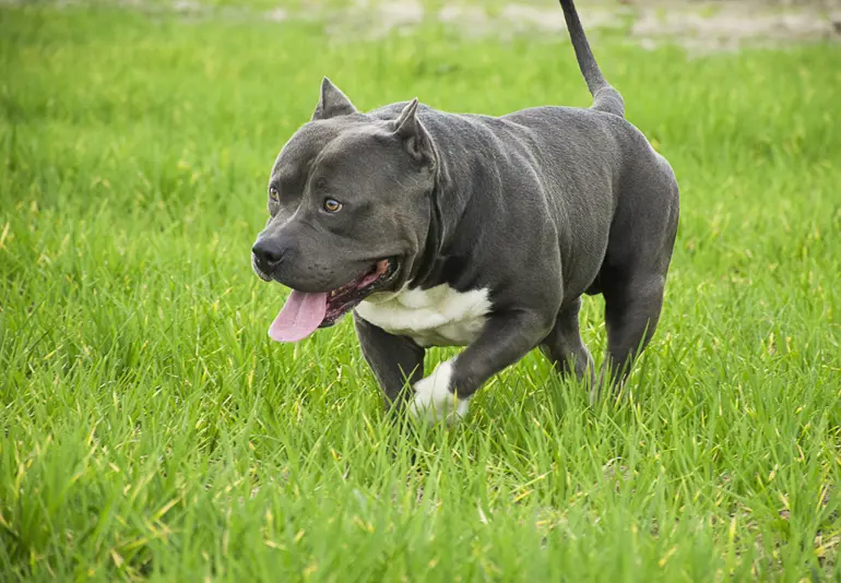 american-bully-jugando