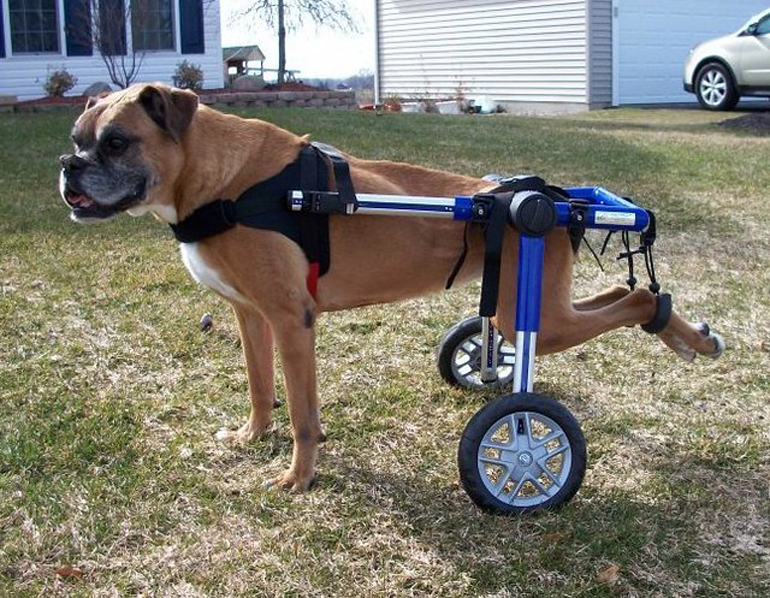 boxer-en-silla-de-ruedas