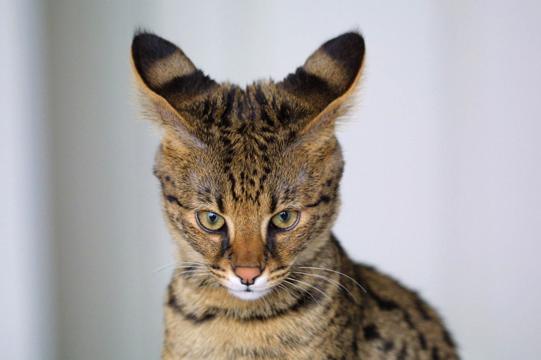cabeza del gato savannah