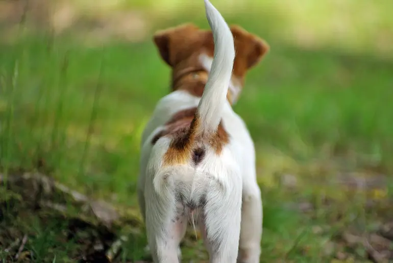cola-de-un-perro-erguida