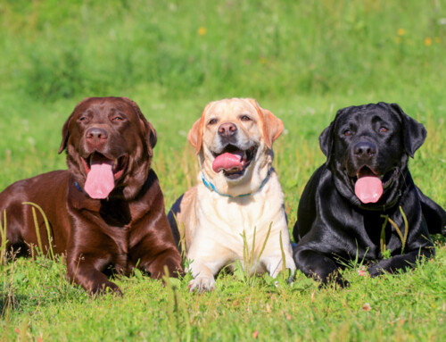 El Labrador retriever – Características y temperamento