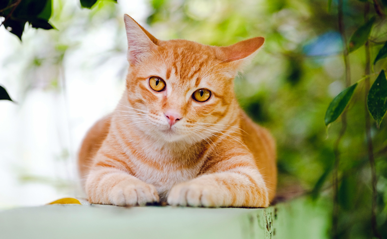 gato de color naranja atigrado