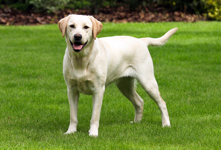 labrador retriever en el jardin labrador retriever en el jardin