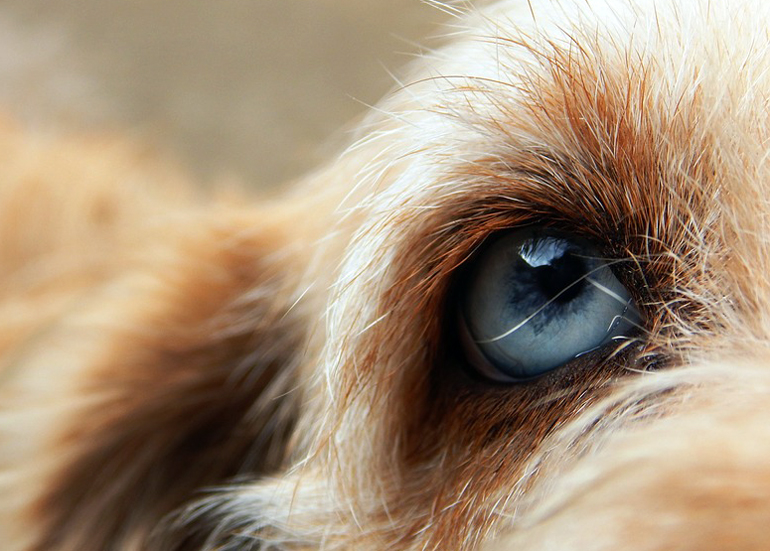 ojo de perro