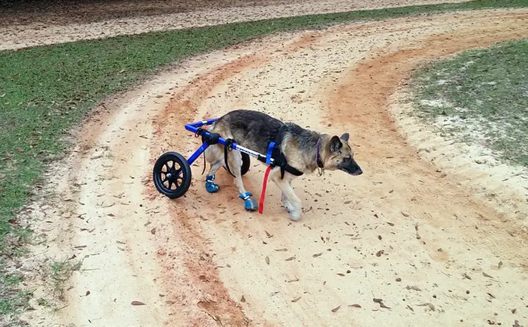 pastor-alemán-en-silla-de-ruedad